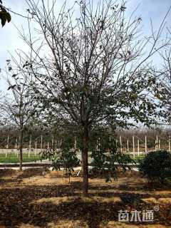 16公分红粉佳人樱