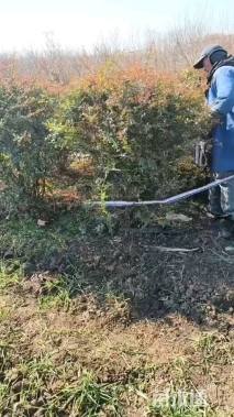 冠幅130厘米火棘球