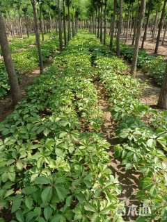 50厘米三叶地锦