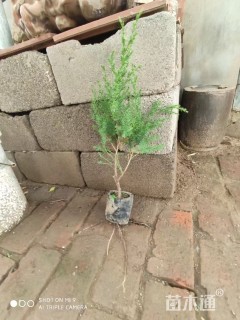 高度30厘米蜀桧