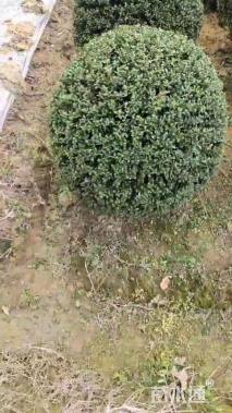 高度40厘米龟甲冬青