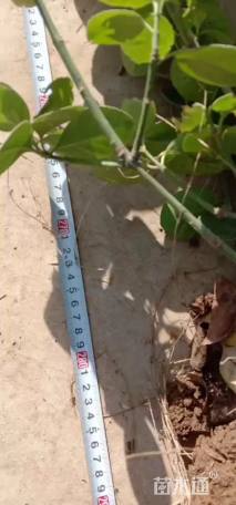 高度2500厘米北海道黄杨