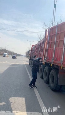 高度40厘米崂峪苔草