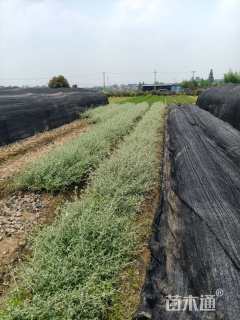 高度30厘米灌从石蚕