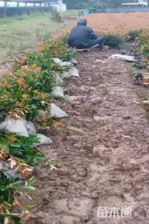 0.3公分红叶石楠