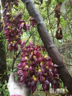 主蔓长50厘米常春油麻藤