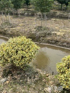 冠幅100厘米胡颓子球