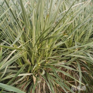 30厘米丽蚌草