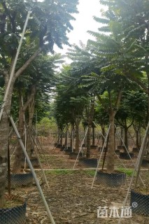 12公分麻楝