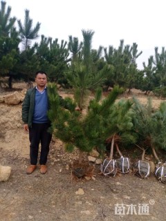 高度30厘米黑松