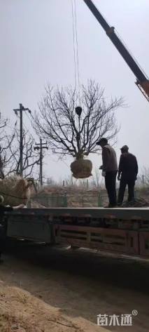 29公分八棱海棠