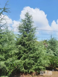 高度550厘米雪松