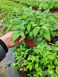 高度15厘米火焰南天竹