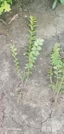 高度40厘米金叶女贞