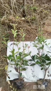 高度60厘米红叶石楠小苗