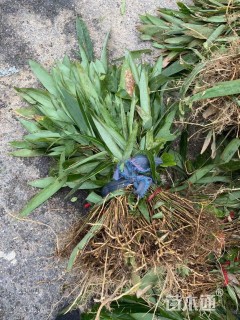 地栽苗阔叶箬竹