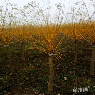 高度260厘米金枝槐球