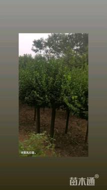 高度2000厘米嫁接陕西卫矛