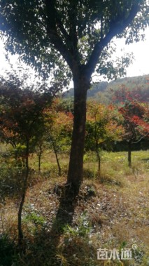 23公分香樟