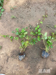 30厘米三叶地锦