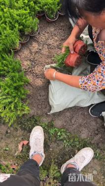 高度15厘米福禄考