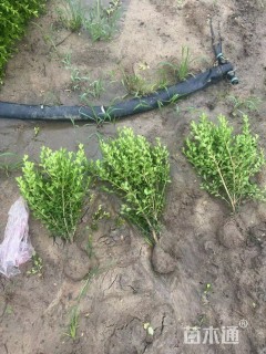 高度50厘米瓜子黄杨小苗