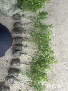 高度30厘米火焰卫矛