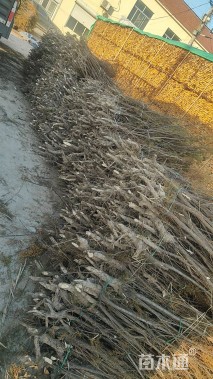 高度100厘米柽柳