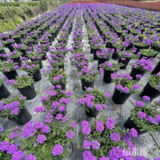 高度60厘米细叶美女樱