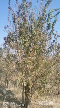 高度500厘米丛生紫叶李