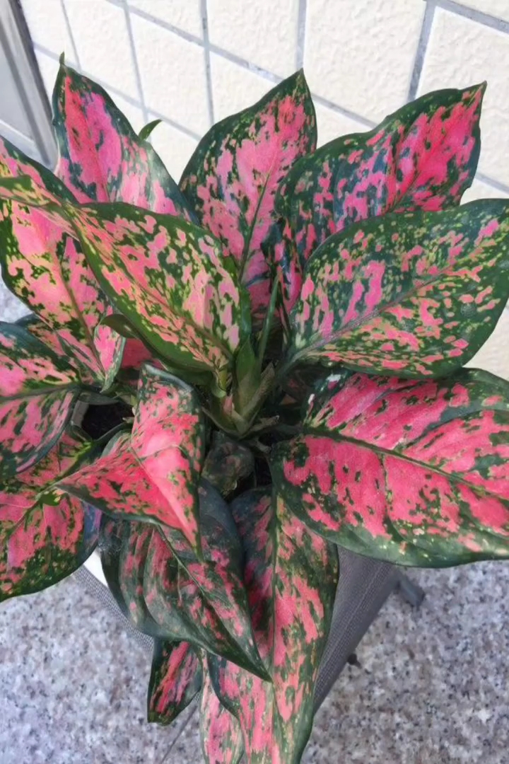 高度30厘米如意皇后