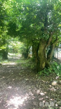 高度400厘米金弹子