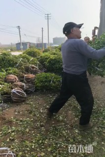 冠幅100厘米卫矛球