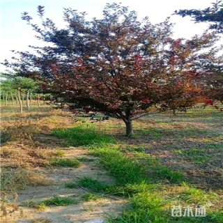 8公分紫叶李