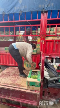 高度13厘米白三叶