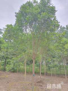 11公分大叶女贞