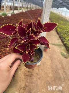 高度18厘米彩叶草