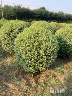 高度150厘米银姬小蜡