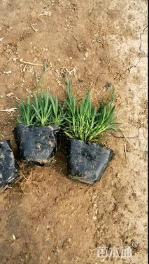 高度14厘米欧石竹