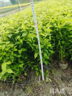 高度50厘米棣棠