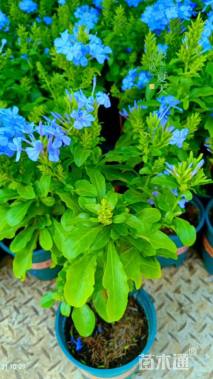 高度30厘米蓝雪花