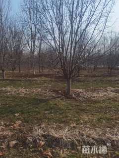 18公分绚丽海棠