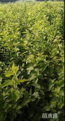 高度80厘米金银木