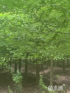 2公分美国红橡树