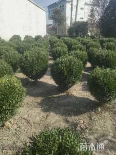 冠幅100厘米小叶黄杨球