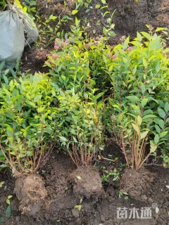 高度40厘米粉花绣线菊