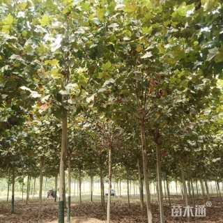 13公分法桐