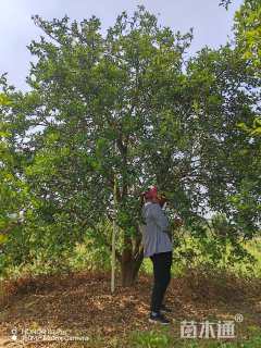 20公分丛生香橼