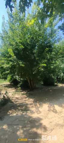 高度500厘米丛生元宝枫