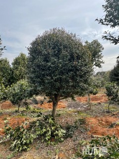 高度250厘米茶梅